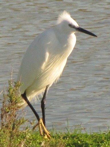 Aigrette garzette